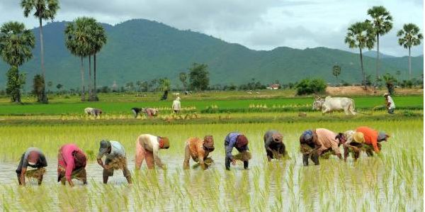 आज असार १५ अर्थात् धान दिवस, दही चिउरा खाएर मनाइँदै